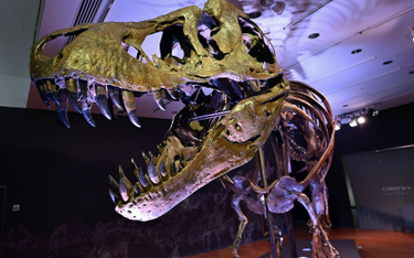 Szkielet Tyranozaura sprzedany za 31,8 mln dolarów