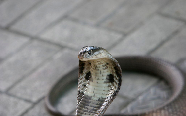 Kobra nepalska