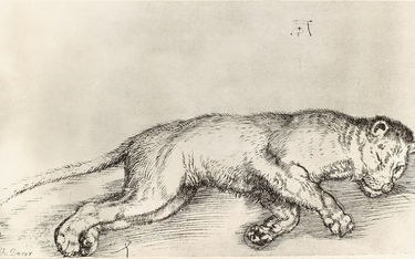 Grafika "Leżąca lwica" Albrechta Durera zaginęła w czasie II wojny światowej.