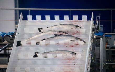 Norweski łosoś ratuje norweskie PKB