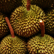 Cuchnący rarytas hitem. Durian w cenie 3 średnich pensji