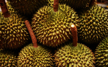 Cuchnący rarytas hitem. Durian w cenie 3 średnich pensji