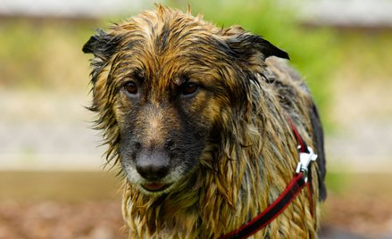Władze województwa zapowiadają liczne kontrole w schroniskach dla zwierząt po likwidacji placówki w 