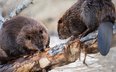 Według organizacji WWF powstające dzięki bobrom podmokłe łąki charakteryzuje wysoki stopień zdolnośc