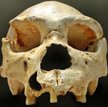 Homo heidelbergensis. Fot. Self work