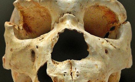 Homo heidelbergensis. Fot. Self work