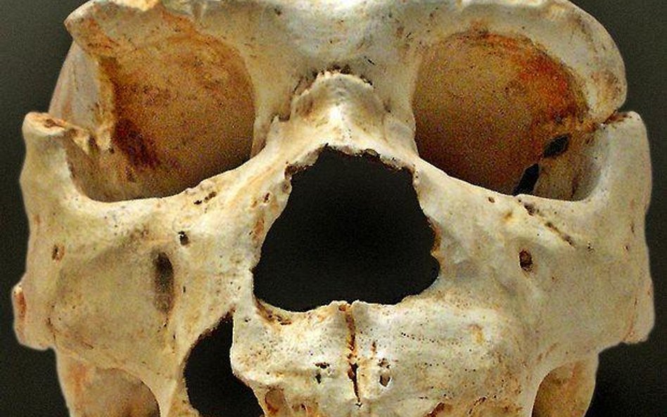 Homo heidelbergensis. Fot. Self work