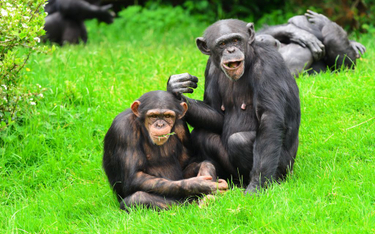 Szympansy bywają altruistami