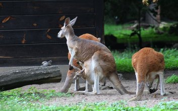 Kangury rude dobrze czują siew stołecznym zoo