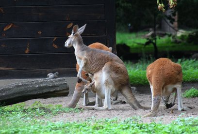 Kangury rude dobrze czują siew stołecznym zoo