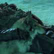 PETA wzywa do bojkotu filmu "Alpha". Zginęły bizony