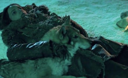PETA wzywa do bojkotu filmu "Alpha". Zginęły bizony