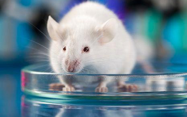 Technika edycji genów na razie jest testowana na zwierzętach laboratoryjnych