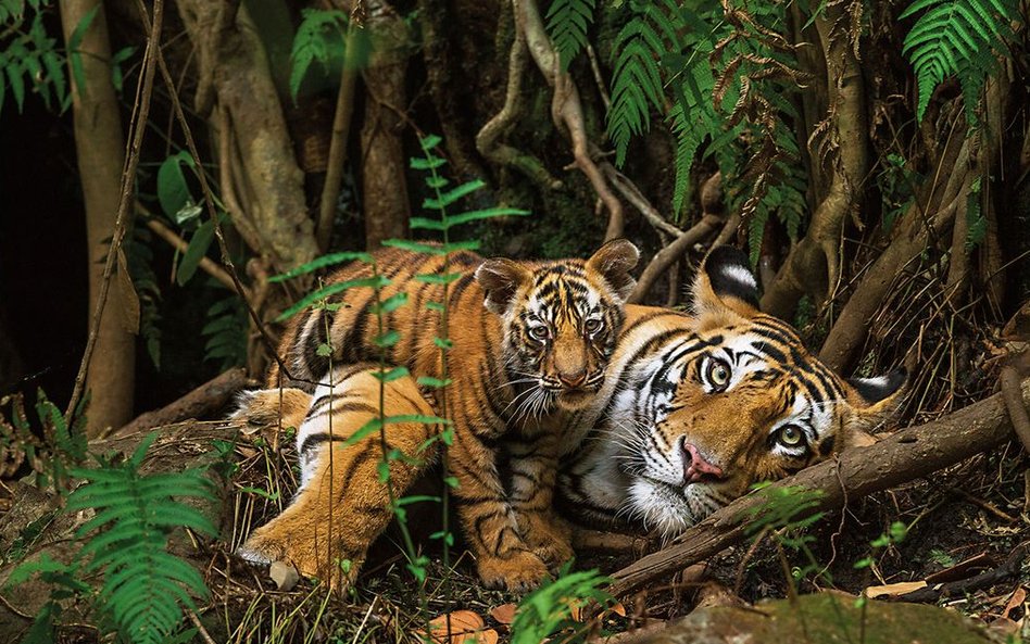 Park Narodowy Bandhavgarh, Indie, 2011 r.