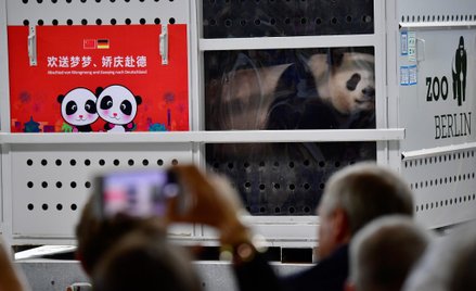 Powitanie Meng Meng w berlińskim zoo, 2017