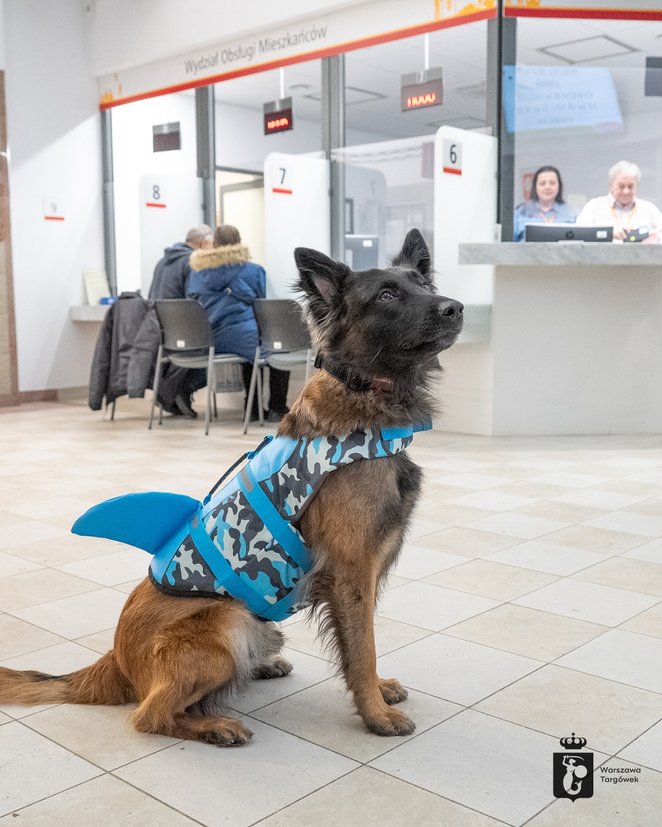 Właściciel jest zobowiązany do zapewnienia opieki nad pupilem oraz do utrzymania czystości.