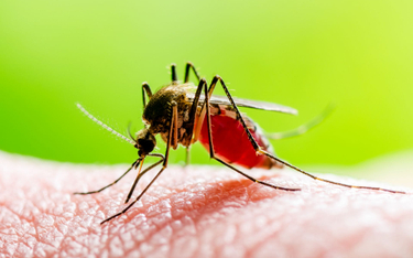 Wirus Zika jest przenoszony przez komary