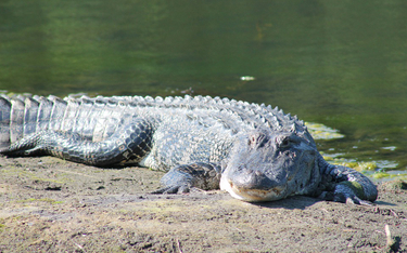 Spór o aligatory. Luizjana pozwie Kalifornię