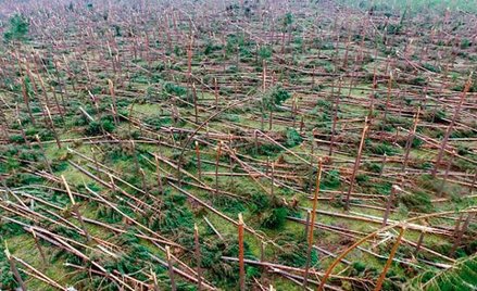 Młody las na miejscu obecnych wiatrołomów pod Rytlem (województwo pomorskie) leśnicy chcą posadzić d