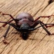 Statek wyproszony z USA. Na pokładzie groźne insekty