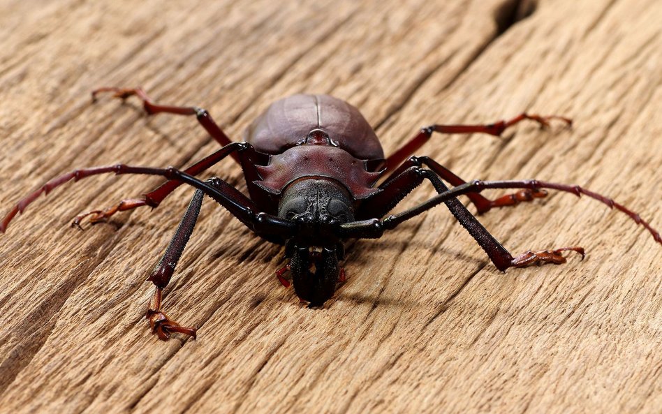 Statek wyproszony z USA. Na pokładzie groźne insekty