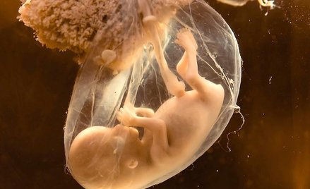 Żaden zmodyfikowany zarodek nie zostanie wszczepiony kobiiecie — obiecują naukowcy