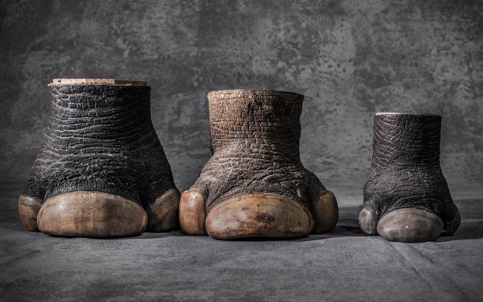 Skonfiskowane przez amerykańskie służby kopyta nosorożców. W ich magazynie w Kolorado przechowywanyc