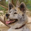Akita