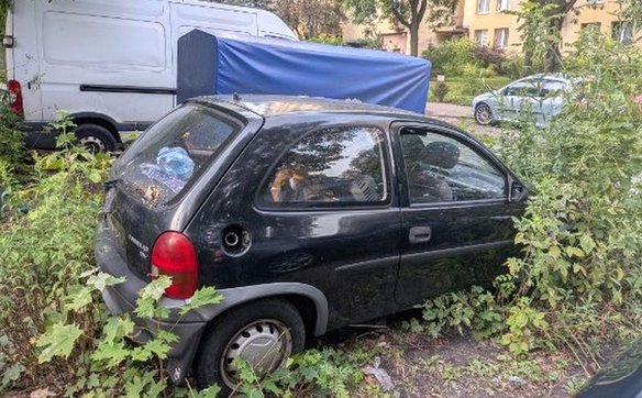 Kaczki zamknięte w starym, nieużywanym samochodzie