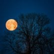 W listopadzie będzie można obserwować superpełnię. Niebo rozświetli Księżyc Bobrów