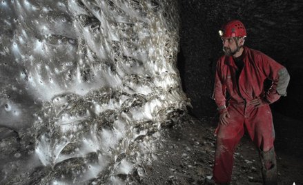 Pajęcze megamiasto w jaskini na granicy Grecji i Albanii zamieszkuje głównie gatunek Tegenaria domes
