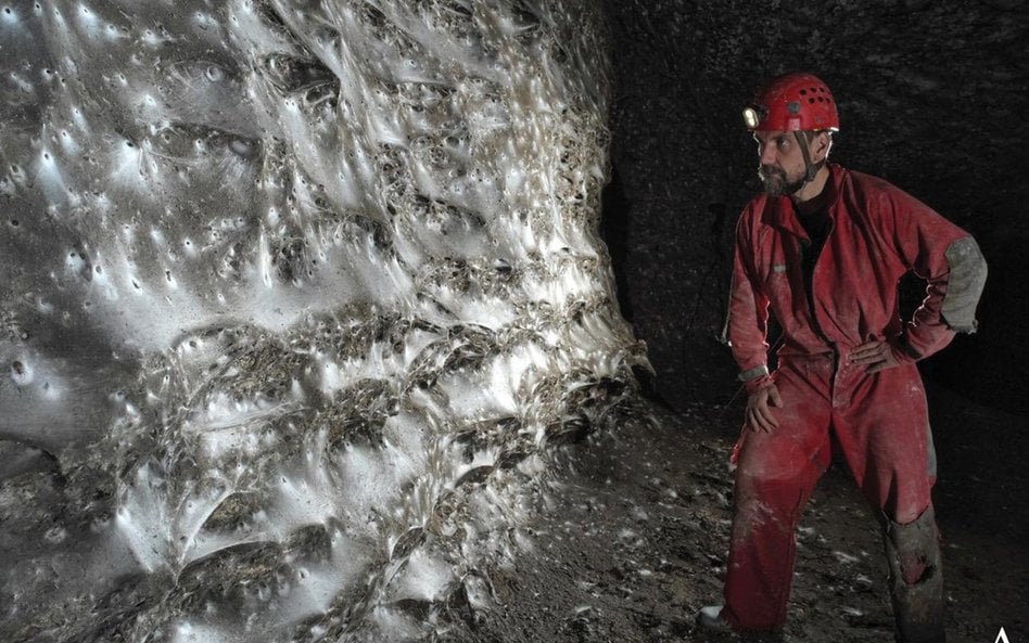 Pajęcze megamiasto w jaskini na granicy Grecji i Albanii zamieszkuje głównie gatunek Tegenaria domes