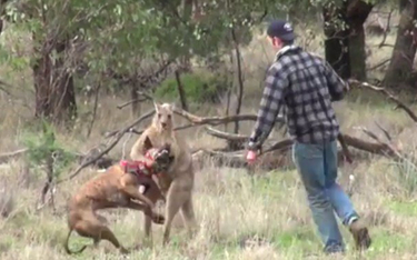 Boks z kangurem w obronie psa