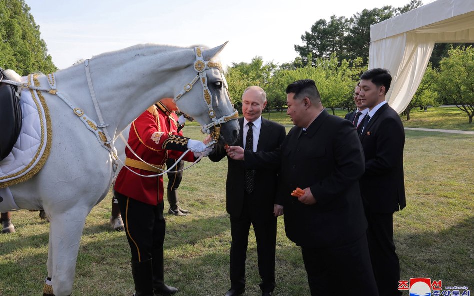 Kim Dzong Un znany jest ze słabości do koni, zwłaszcza kłusaków orłowskich