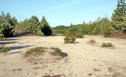 Pustynia Błędowska. Fot. Bansp