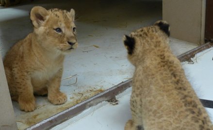 Wielkie koty (i małe kotki) to chluba gdańskiego ZOO.