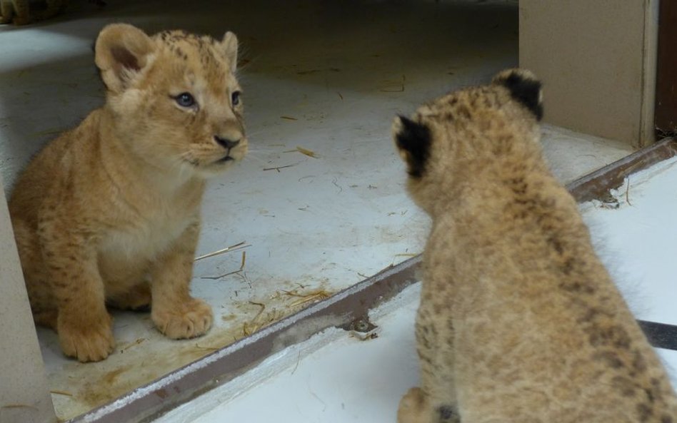 Wielkie koty (i małe kotki) to chluba gdańskiego ZOO.