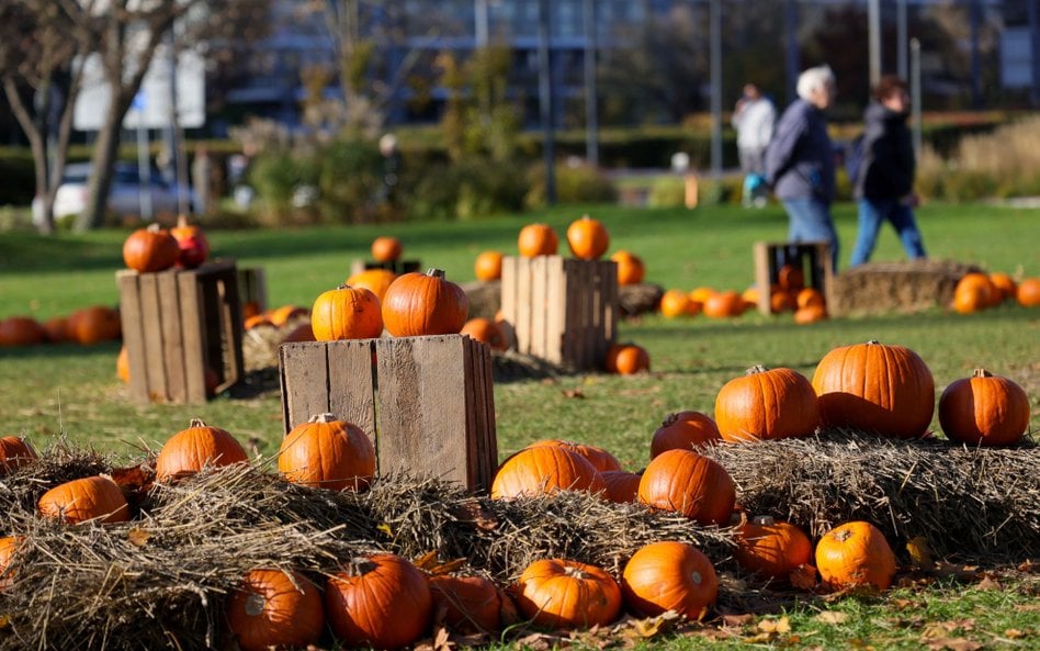 Halloween w Warszawie. Maratony horrorów, gry miejskie i atrakcje dla rodzin