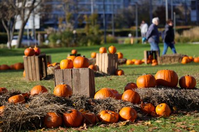Halloween w Warszawie. Maratony horrorów, gry miejskie i atrakcje dla rodzin