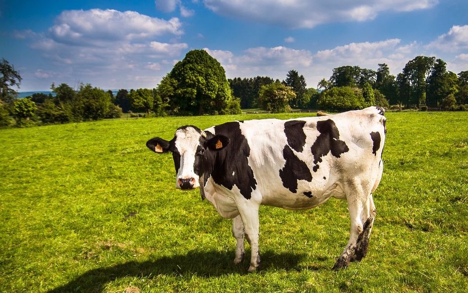 Stado krów z Deszczna nie zostanie wybite