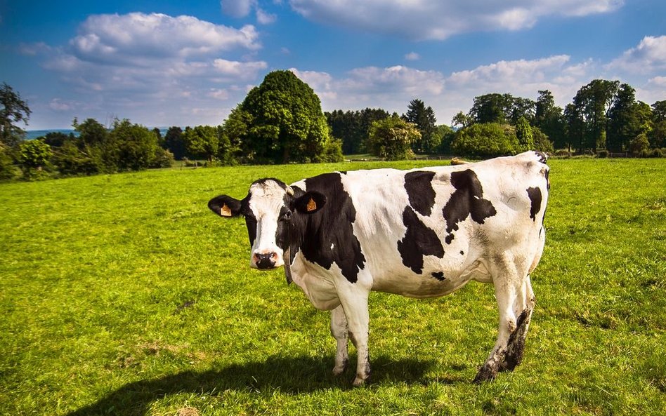 Stado krów z Deszczna nie zostanie wybite