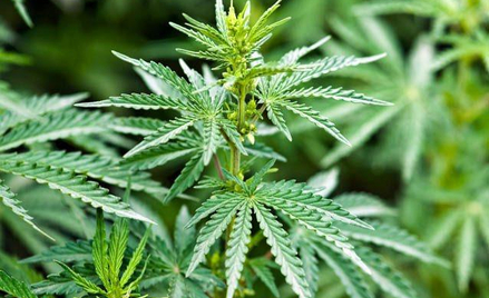 Marihuana jest od kilku lat najpopularniejszym narkotykiem w Polsce. W ub. roku policja zlikwidowała