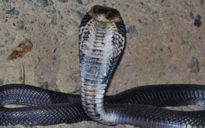Koronawirus z Chin: Ludzie zarazili się od węży, węże - od nietoperzy?