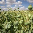 Papugi uzależniły się od opium. "Nie da się ich odstraszyć"