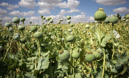 Papugi uzależniły się od opium. "Nie da się ich odstraszyć"
