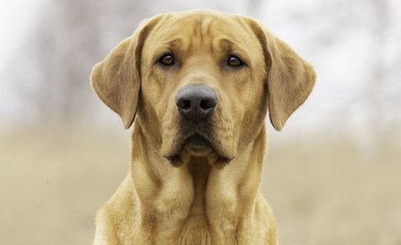 Koronawirus. Czy psy mogą wykrywać zakażenia? Wyniki badania