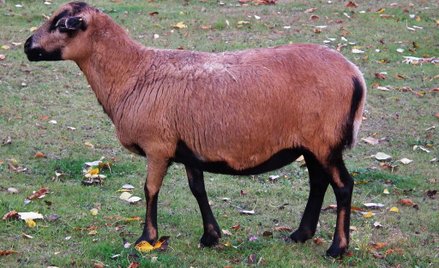 Szczecin: Po ulicach miasta błąkają się barany