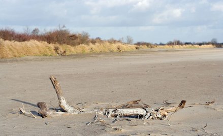 Andrzej Stankiewicz: Susza przegrała z polityką