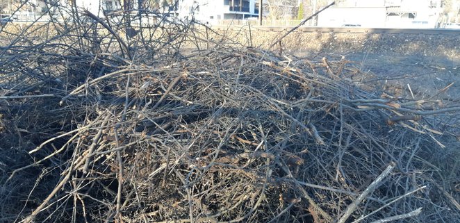 Większość wyciętych drzew i krzewów została już usunięta z terenu budowy. Jedynie w niektórych miejs