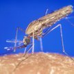 Anopheles gambiae przenosi pasożyty powodujące malarię